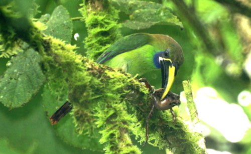 Blue-throated toucanet. Photo by Barry Ulman. All rights reserved.