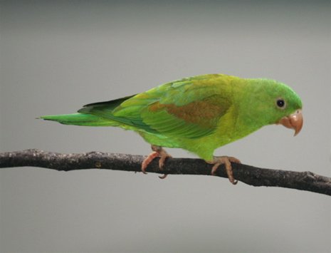 Orange-chinned parakeet. Photo by Barry Ulman. All rights reserved.
