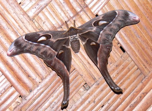 Hercules moth on the wall of ambua lodge. Photo by Rick Taylor. Copyright Borderland Tours. All rights reserved.