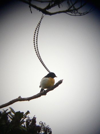 King-of-saxony bird-of-paradise. Photo by Rick Taylor. Copyright Borderland Tours. All rights reserved.