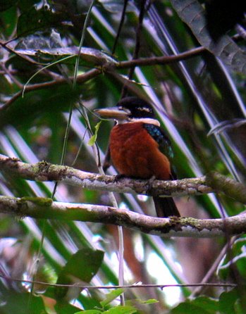 Rufous-bellied kookaburra. Photo by Rick Taylor. Copyright Borderland Tours. All rights reserved.