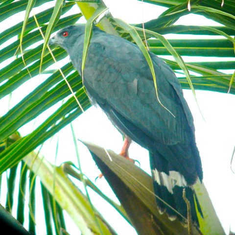 Crane hawk. Photo by Rick Taylor. Copyright Borderland Tours. All rights reserved.