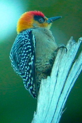 Golden-cheeked woodpecker. Photo by Ollie Oliver. All rights reserved.