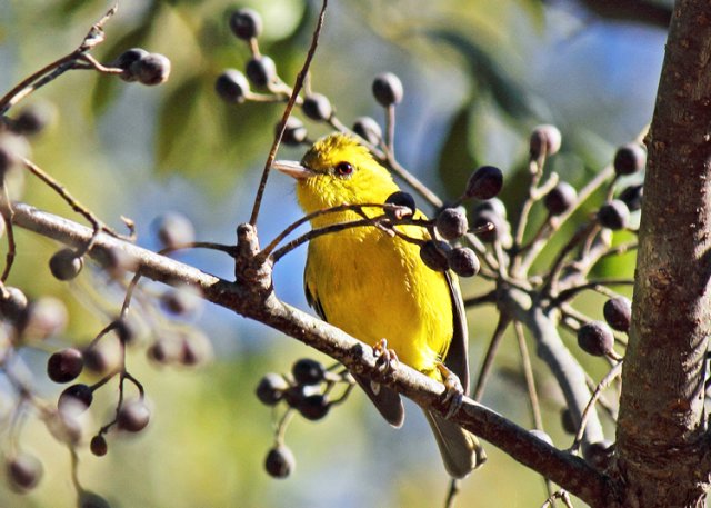Golden vireo. Photo by John Hoffman. All rights reserved.