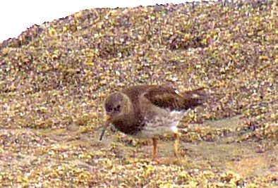Purple sandpiper. Photo by Rick Taylor. Copyright Borderland Tours. All rights reserved.