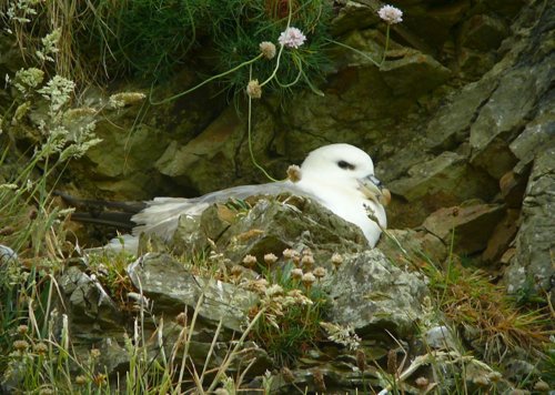 Northern fulmar. Photo by Rob Fray. All rights reserved.