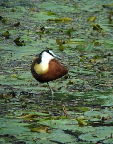African jacana. Photo by Rick Taylor. Copyright Borderland Tours. All rights reserved.
