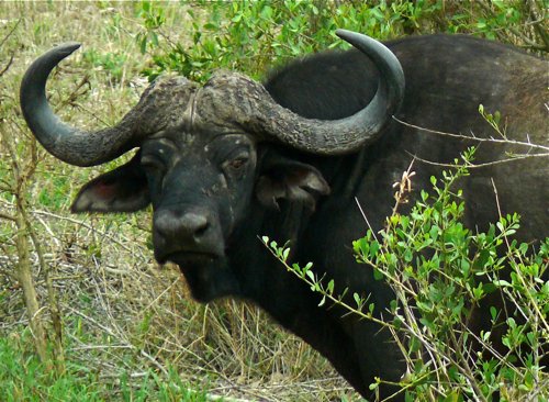 Baleful eye of the cape buffalo. Photo by Rick Taylor. Copyright Borderland Tours. All rights reserved.