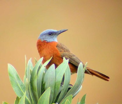 Cape rock thrush. Photo by Adam Riley. All rights reserved.