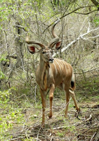 Greater kudu bull. Photo by Rick Taylor. Copyright Borderland Tours. All rights reserved.