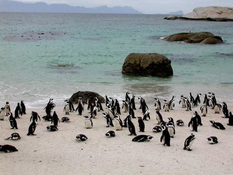 Jackass penguins. Photo by Adam Riley. All rights reserved.