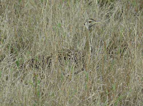Male black-bellied bustard. Photo by Rick Taylor. Copyright Borderland Tours. All rights reserved.