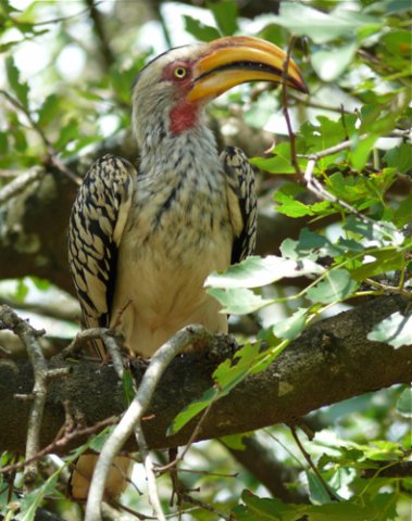Southern yellow-billed hornbill. Photo by Rick Taylor. Copyright Borderland Tours. All rights reserved.