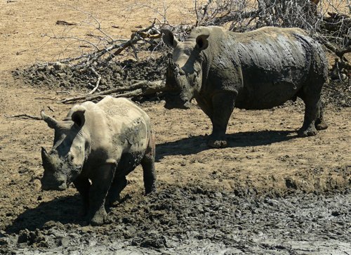 White rhinos at waterhole. Photo by Rick Taylor. Copyright Borderland Tours. All rights reserved.
