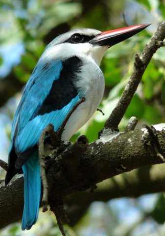 Woodland kingfisher. Photo by Rick Taylor. Copyright Borderland Tours. All rights reserved.