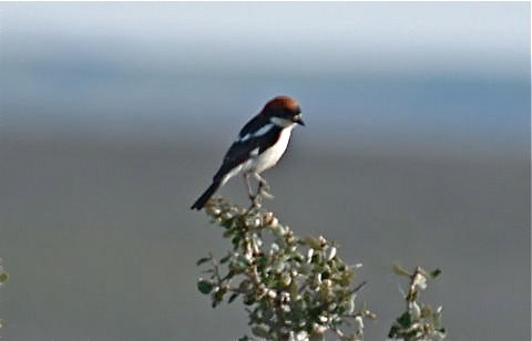 Woodchat shrike. Photo by Alan Miller. All rights reserved.