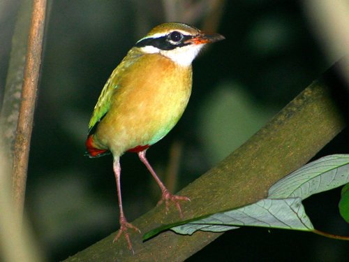 Indian pitta. Photo by David Shackelford. All rights reserved.