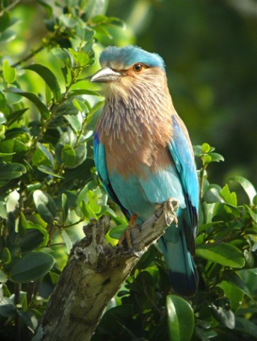 Indian roller. Photo by Rick Taylor. Copyright Borderland Tours. All rights reserved.