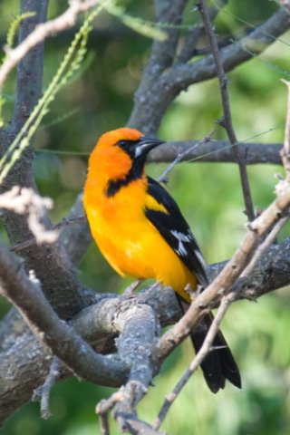 Altamira oriole. Photo by Mark Rosenstein. All rights reserved. 