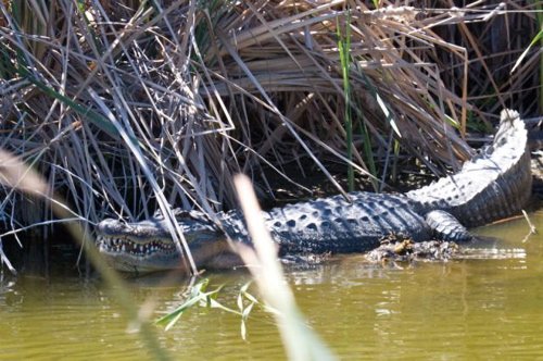 American alligator. Photo by Mark Rosenstein. All rights reserved. 