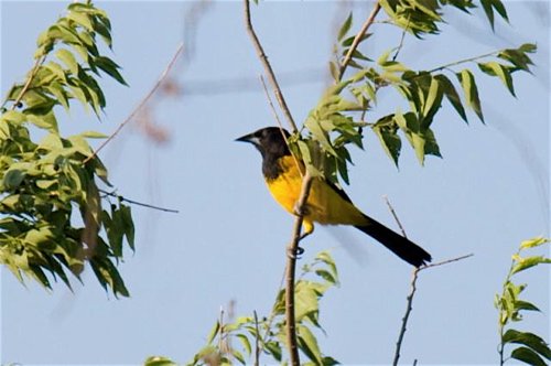 Audubons oriole. Photo by Mark Rosenstein. All rights reserved. 