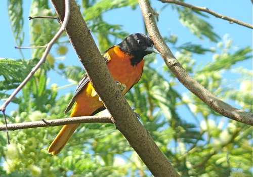 Baltimore oriole. Photo by Rick Taylor. Copyright Borderland Tours. All rights reserved.