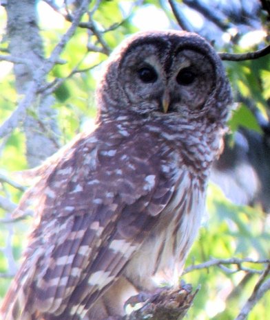 Barred owl. Photo by Rick Taylor. Copyright Borderland Tours. All rights reserved.