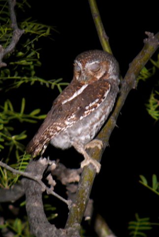 Bashful elf owl. Photo by Rick Taylor. Copyright Borderland Tours. All rights reserved.