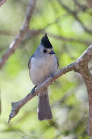 Black-crested titmouse. Photo by Mark Rosenstein. All rights reserved.