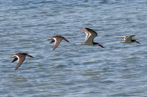 Black skimmers on south padre island. Photo by Mark Rosenstein. All rights reserved.