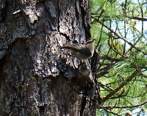 Brown-headed nuthatch. Photo by Rick Taylor. Copyright Borderland Tours. All rights reserved. 