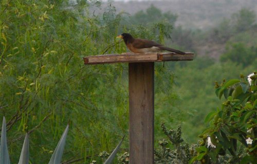 Brown jay at chapeno. Photo by Rick Taylor. Copyright Borderland Tours. All rights reserved.
