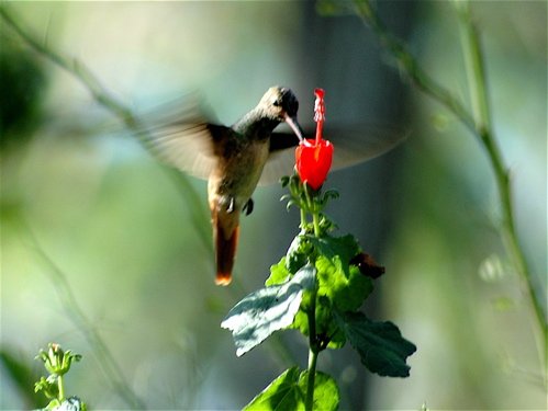 Buff-bellied hummingbird. Photo by Joe Faulkner. All rights reserved.