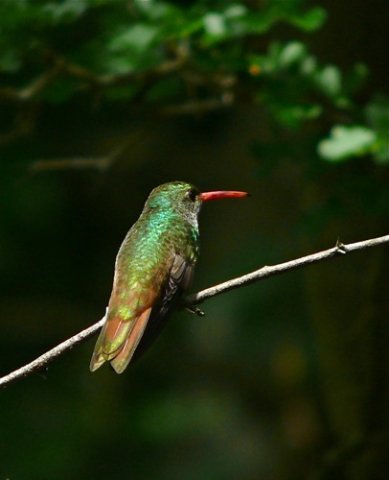 Buff-bellied hummingbird. Photo by Rick Taylor. Copyright Borderland Tours. All rights reserved.
