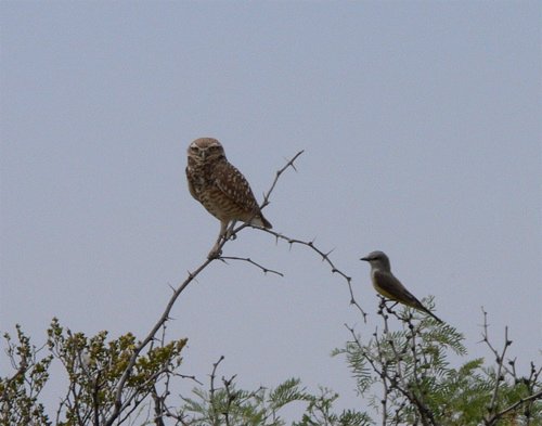 Burrowing owl and western kingbird. Photo by Rick Taylor. Copyright Borderland Tours. All rights reserved.