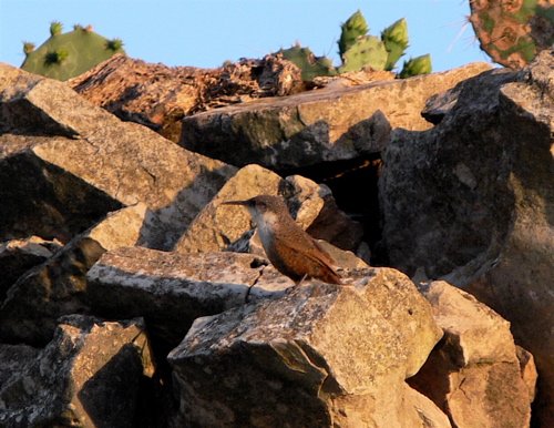 Canyon wren on the rio frio. Photo by Rick Taylor. Copyright Borderland Tours. All rights reserved.