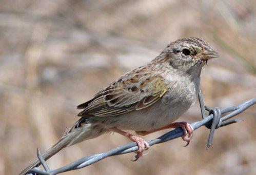 Cassins sparrow zapata. Photo by Rick Taylor. Copyright Borderland Tours. All rights reserved.