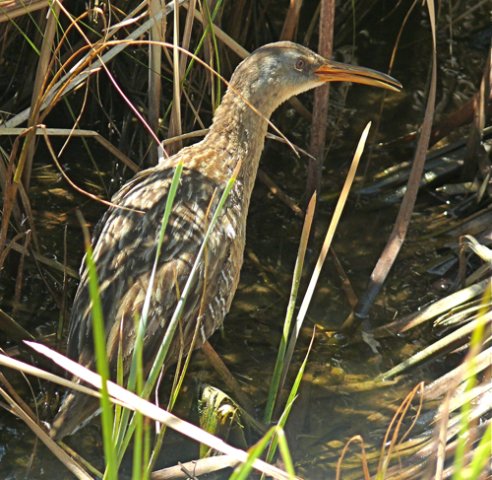 Clapper rail. Photo by Rick Taylor. Copyright Borderland Tours. All rights reserved.