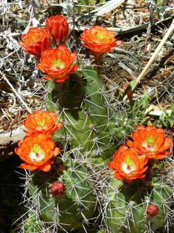 Claret cup cactus. Photo by Rick Taylor. Copyright Borderland Tours. All rights reserved.