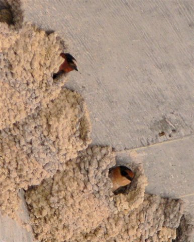 Cliff and cave swallows en route to big bend. Photo by Rick Taylor. Copyright Borderland Tours. All rights reserved.