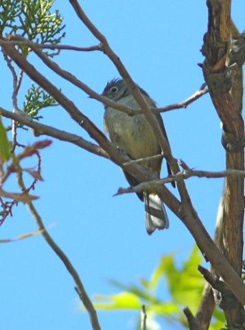 Colima warbler. Photo by Rick Taylor. Copyright Borderland Tours. All rights reserved.