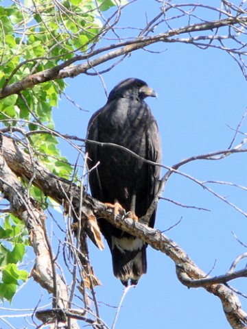 Common black-hawk at rio grande village. Photo by Rick Taylor. Copyright Borderland Tours. All rights reserved.