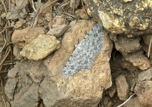 Common gray moth on the pinnacles trail. Photo by Rick Taylor. Copyright Borderland Tours. All rights reserved. 