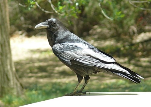 Common raven. Photo by Rick Taylor. Copyright Borderland Tours. All rights reserved.