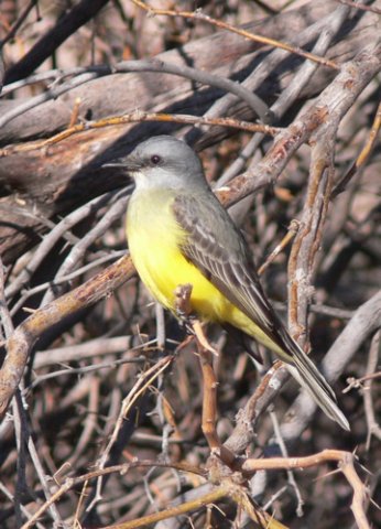 Couchs kingbird. Photo by Rick Taylor. Copyright Borderland Tours. All rights reserved. 
