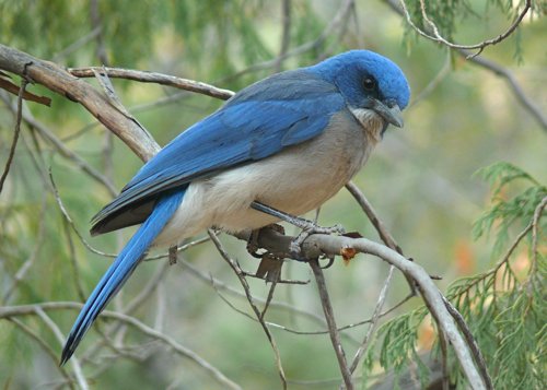 Couchs mexican jay 2. Photo by Rick Taylor. Copyright Borderland Tours. All rights reserved.