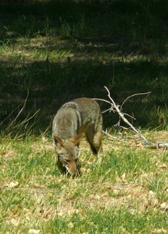 Coyote. Photo by Rick Taylor. Copyright Borderland Tours. All rights reserved.