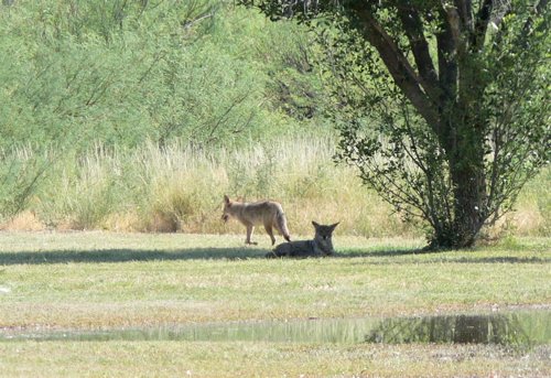 Coyotes at rio grande village. Photo by Rick Taylor. Copyright Borderland Tours. All rights reserved.