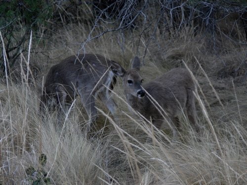 Del carmen whitetail deer. Photo by Rick Taylor. Copyright Borderland Tours. All rights reserved.