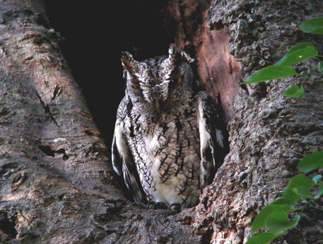 Eastern screech-owl. Photo by Rick Taylor. Copyright Borderland Tours. All rights reserved.